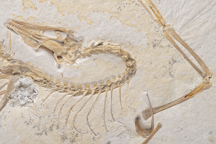 Skeleton detail of Archaeopteryx on display at the Field Museum