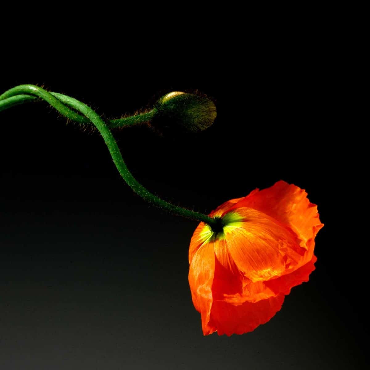 Poppy by Robert Mapplethorpe