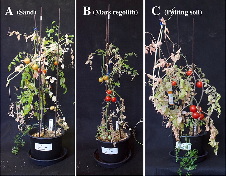 Three plants compared for farming on Mars