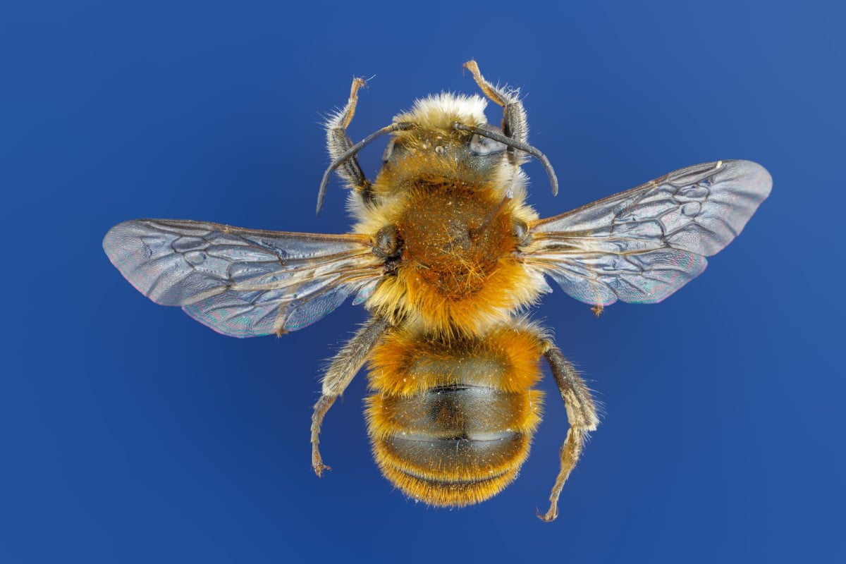 Male Cliff Mason bee (Osmia xanthomelana) 