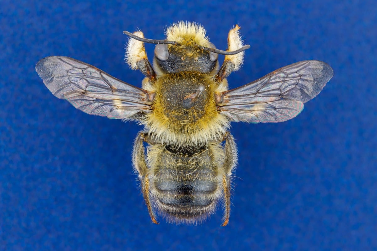 Male Willughbys Leaf-cutter bee (Megachile willughbiella)