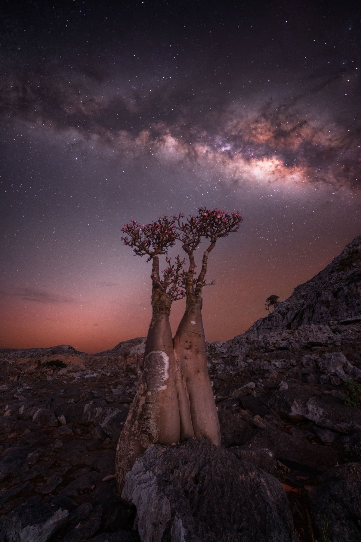 Milky Way over tree in Socotra Island, Yemen