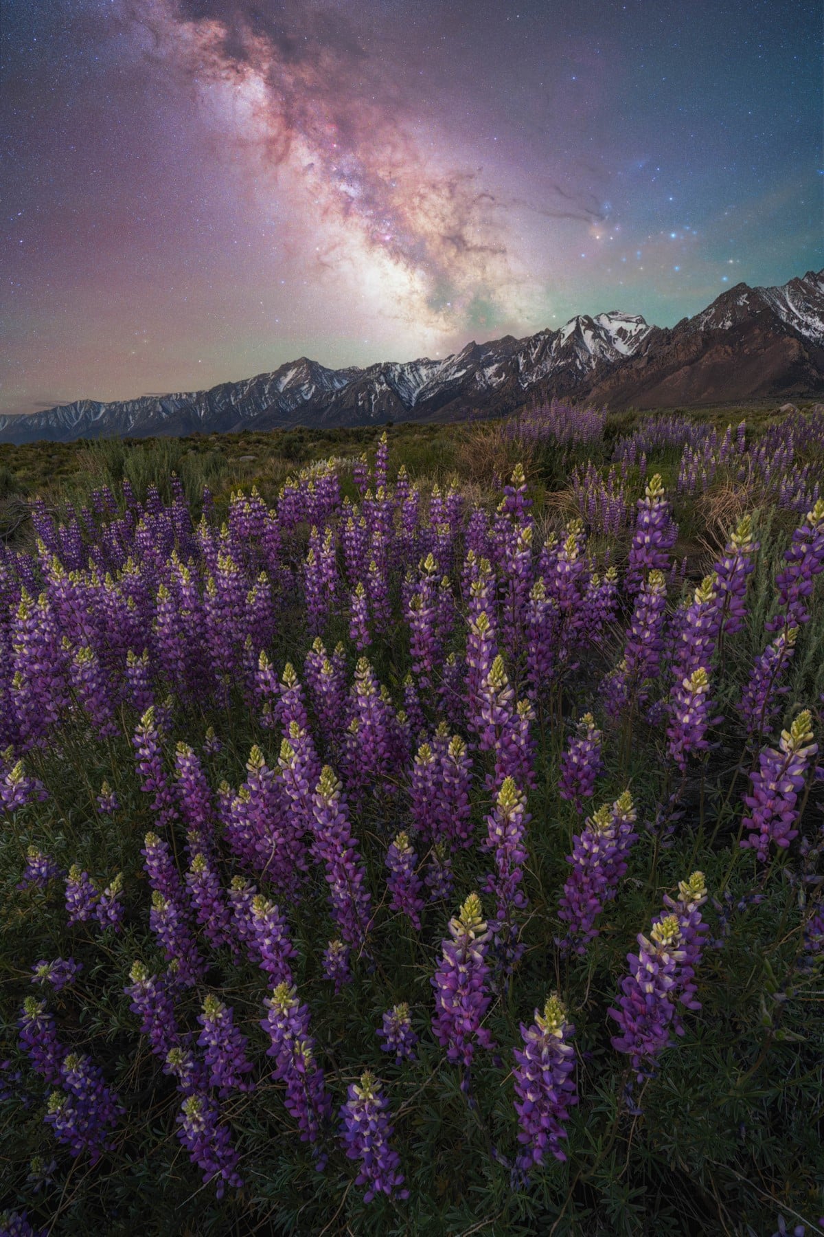 Milky Way over the Eastern Sierra mountains with wildflowers in the foreground