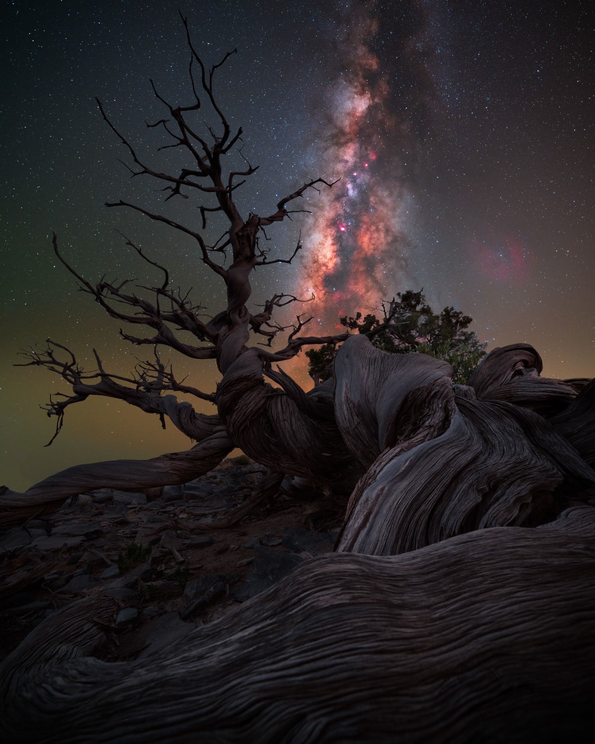 Milky Way over twisted juniper tree in Jebel Shams, Oman