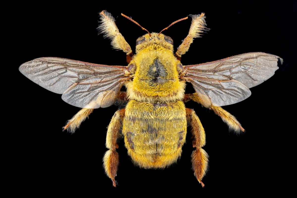 Male African Carpenter bee (Xylocopa inconstans) 