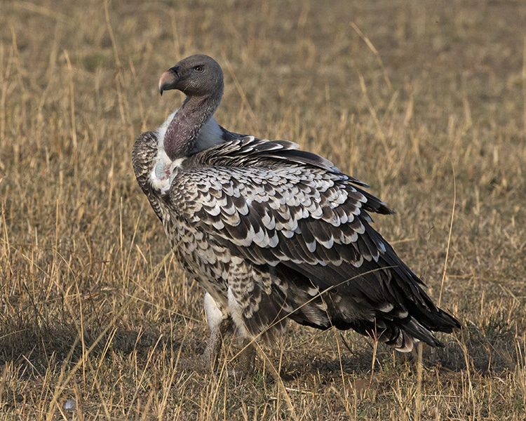 Rüppell’s Vulture