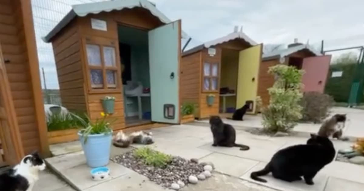 Senior Cats Get Their Own Purrfect Retirement Village in the UK