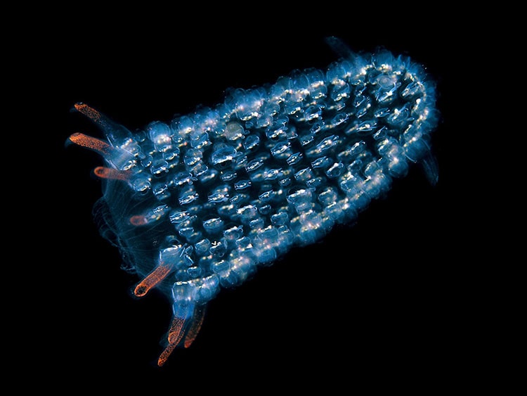 New Evidence Suggests Bioluminescence Stretches Back 540 Million Years