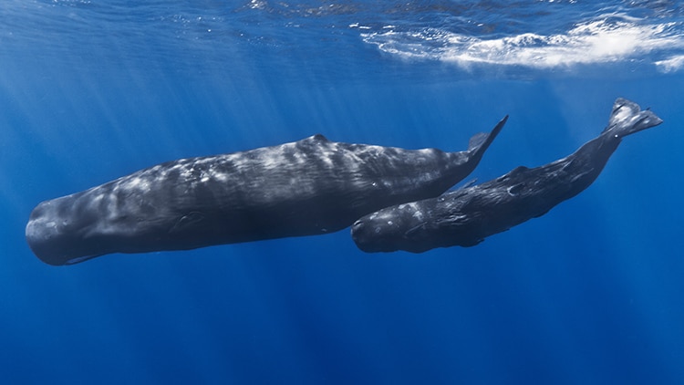 Sperm Whales Vocalize an Alphabet Hauntingly Like Ours