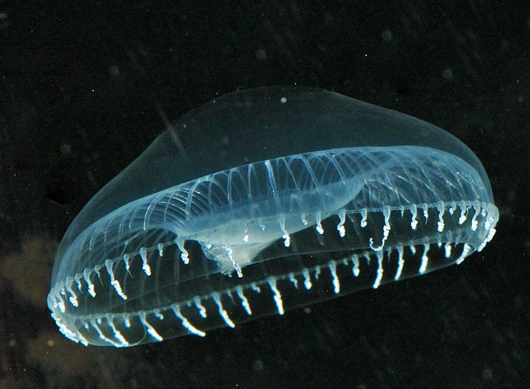 New Evidence Suggests Bioluminescence Stretches Back 540 Million Years
