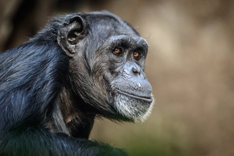 Portrait of a chimpanzee