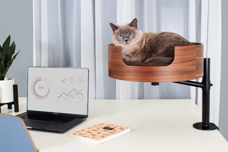 Cat sitting on wooden Desk Nest cat bed next to computer