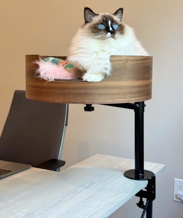 Cat sitting on wooden Desk Nest cat bed next to computer