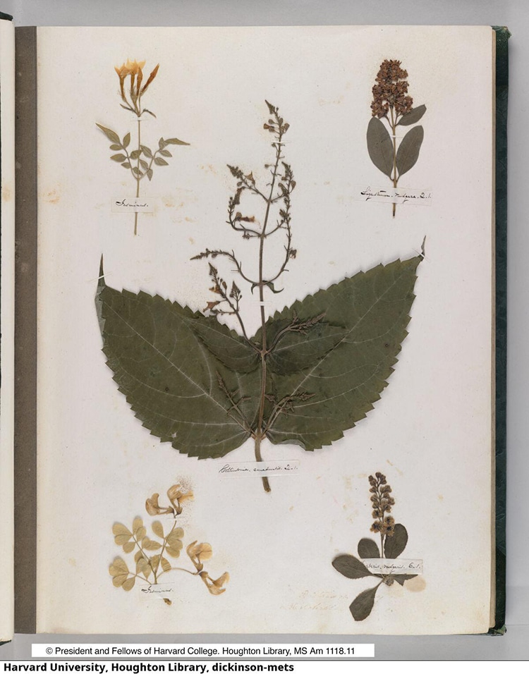 First page of Emily Dickinson's herbarium