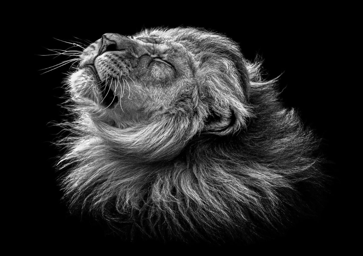 Black and white portrait of a lion shaking its mane