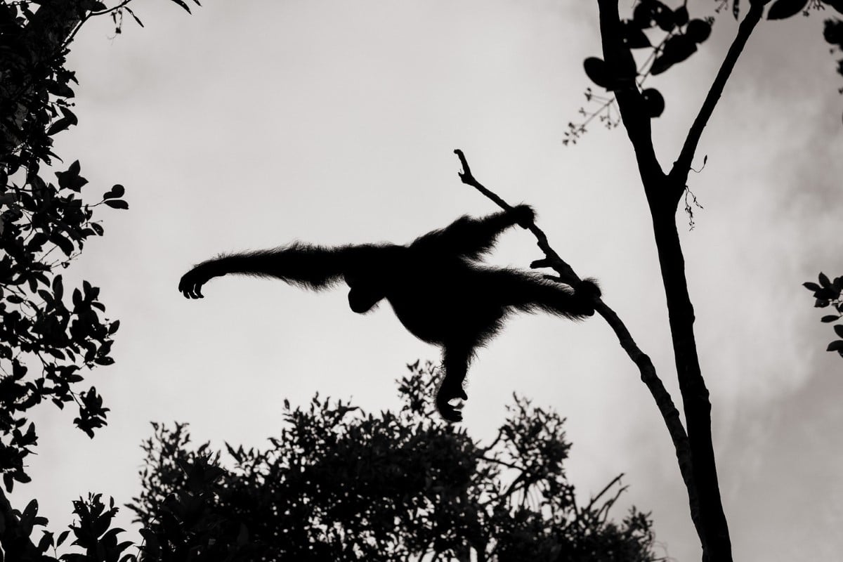 Silhouette of an orangutan swinging from a tree