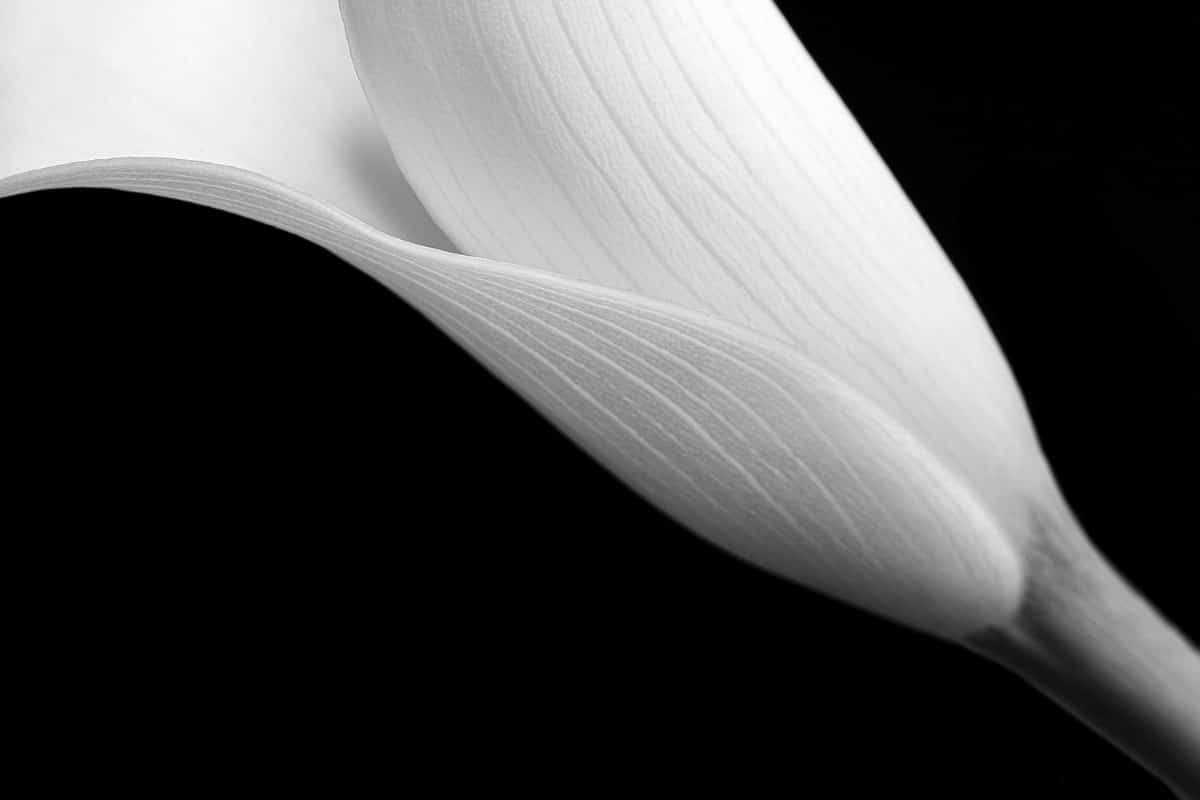 Black and white close up photo of a Calla Lily