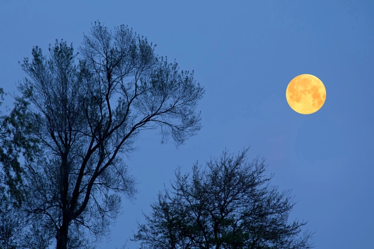 Full moon above trees