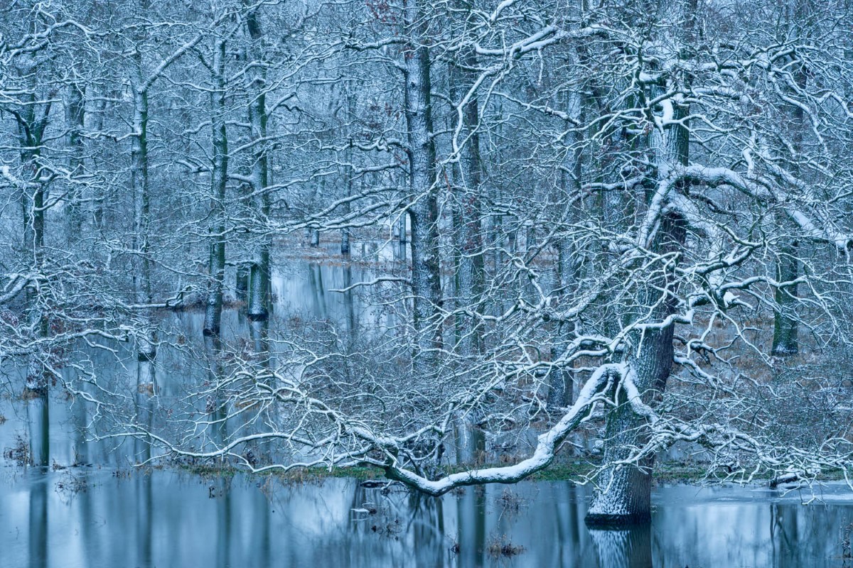 Trees on a floodplain in Germany in the winter