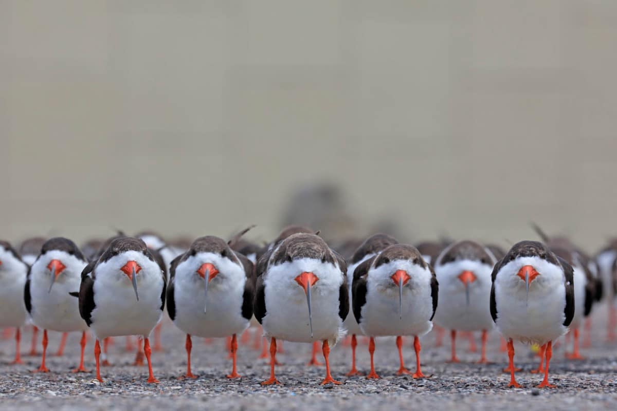 Black skimmers (Rynchops niger) on the east coast of Florida