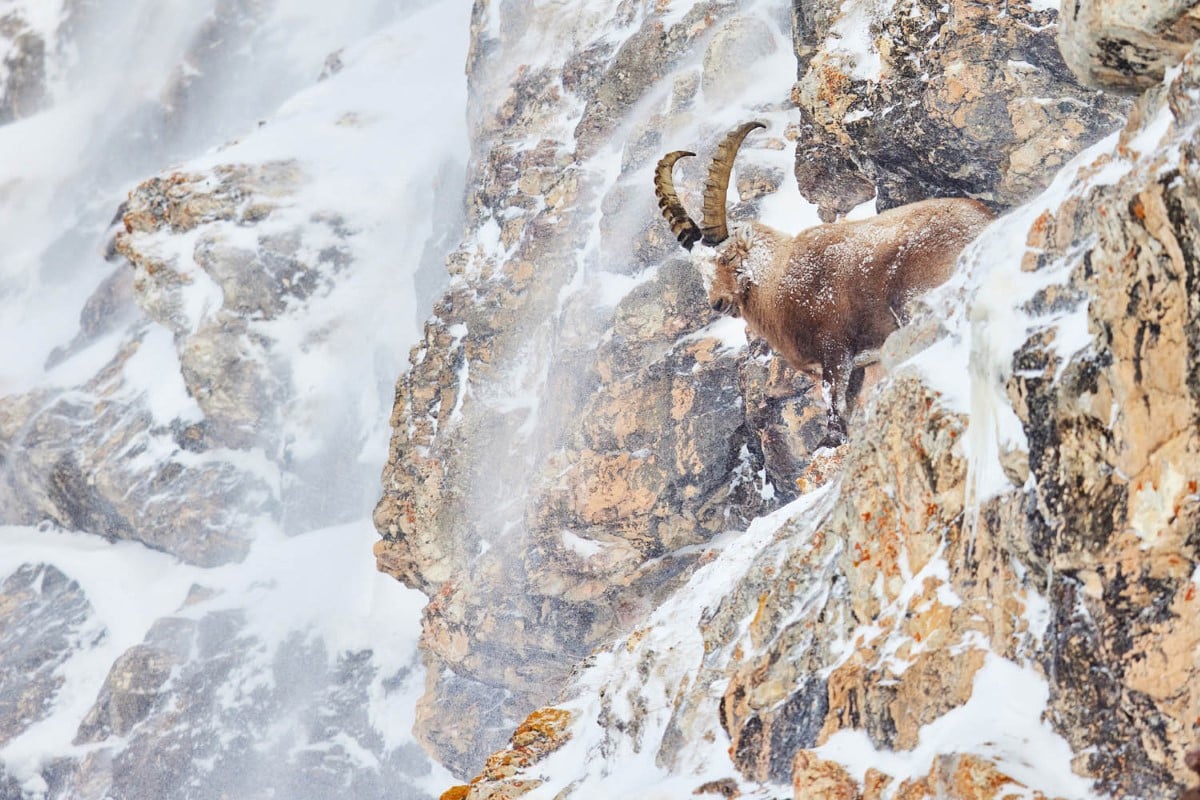 Alpine ibex on a cliff