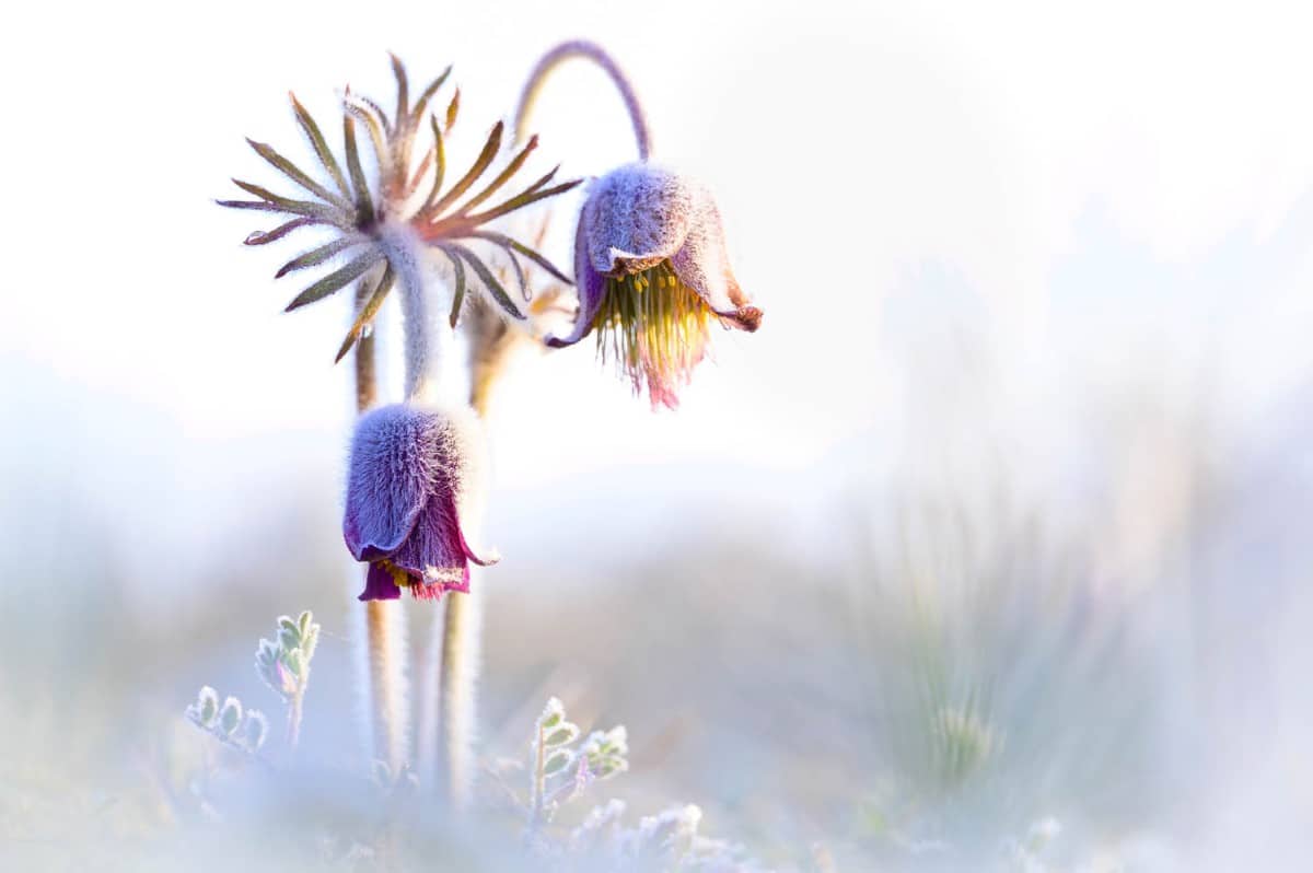  Pasque flower on a frosty morning