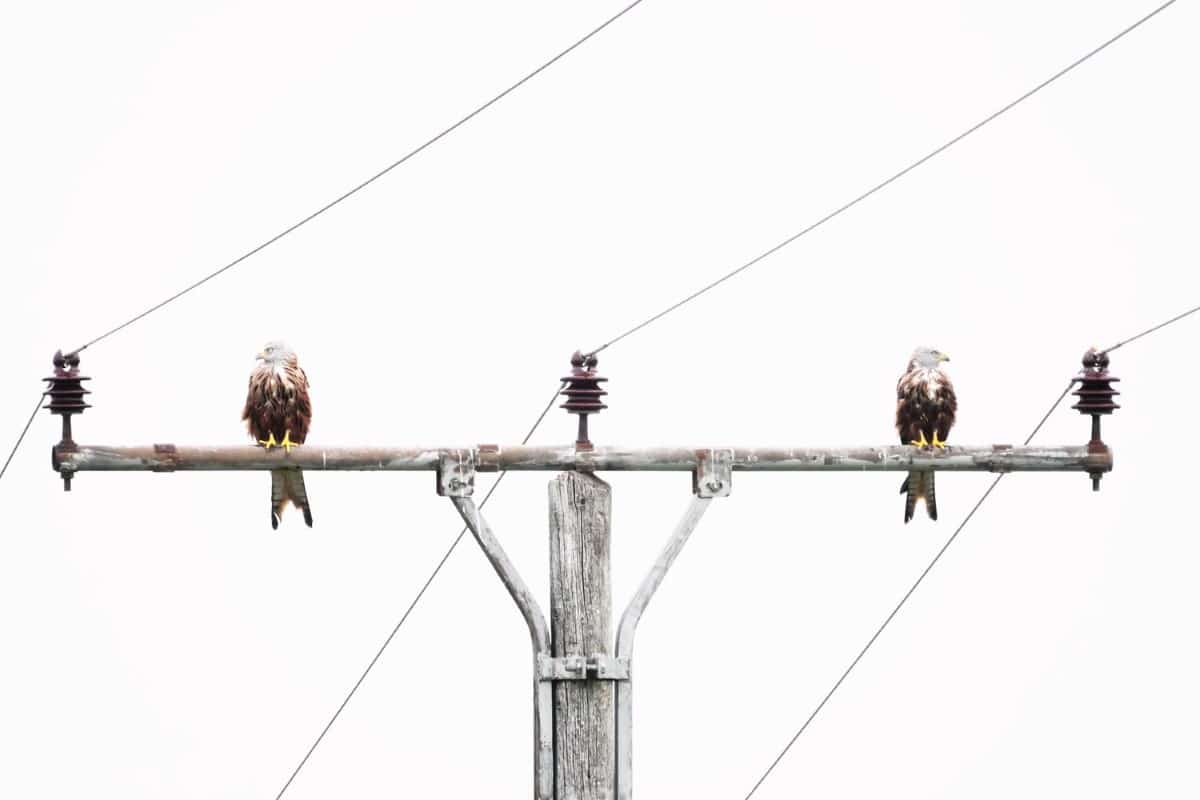 Birds perched on a telephone pole