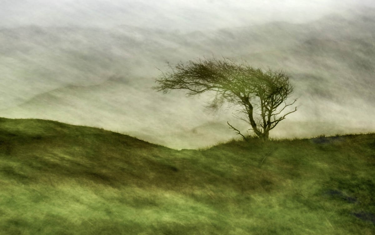A tree shaped by the wind in the grey dunes of the German barrier island Baltrum