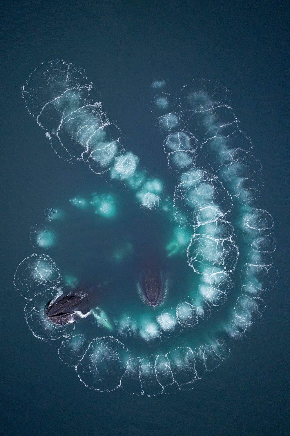 Humpback whales bubble netting