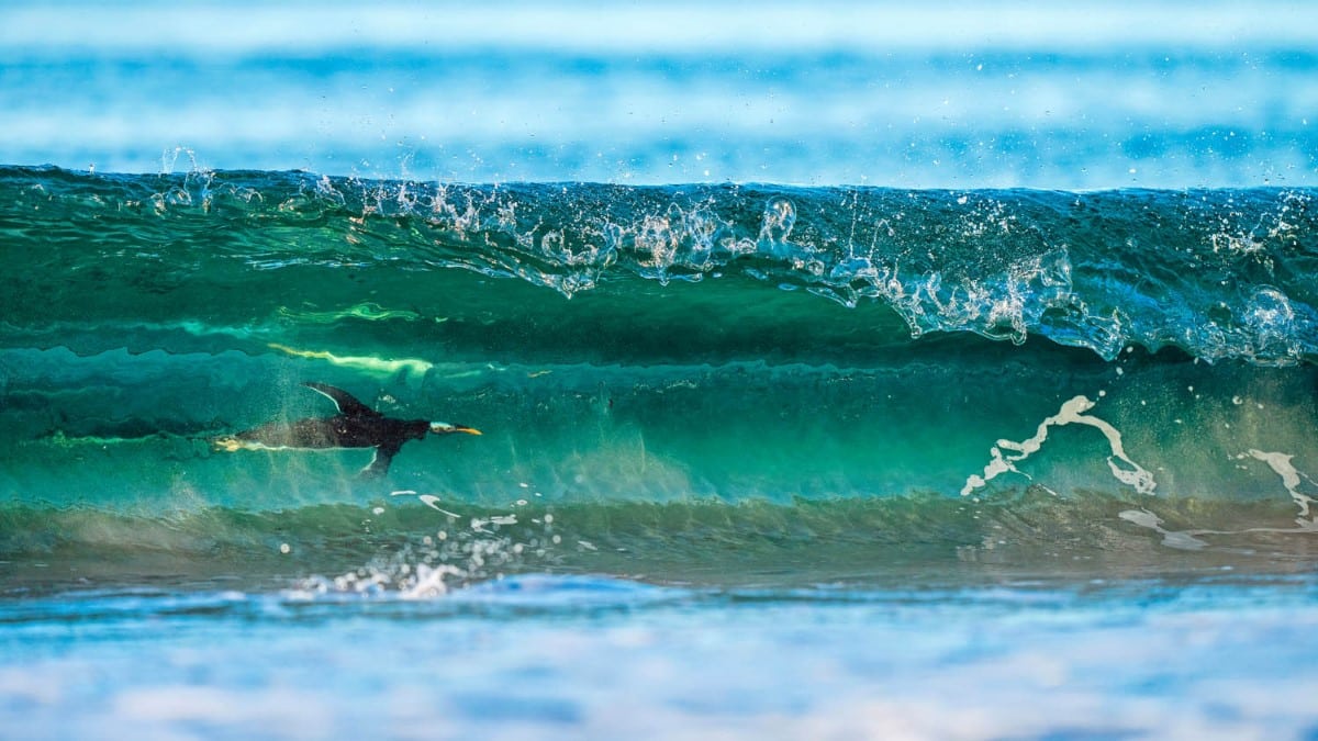 Gentoo penguin swimming inside a wave
