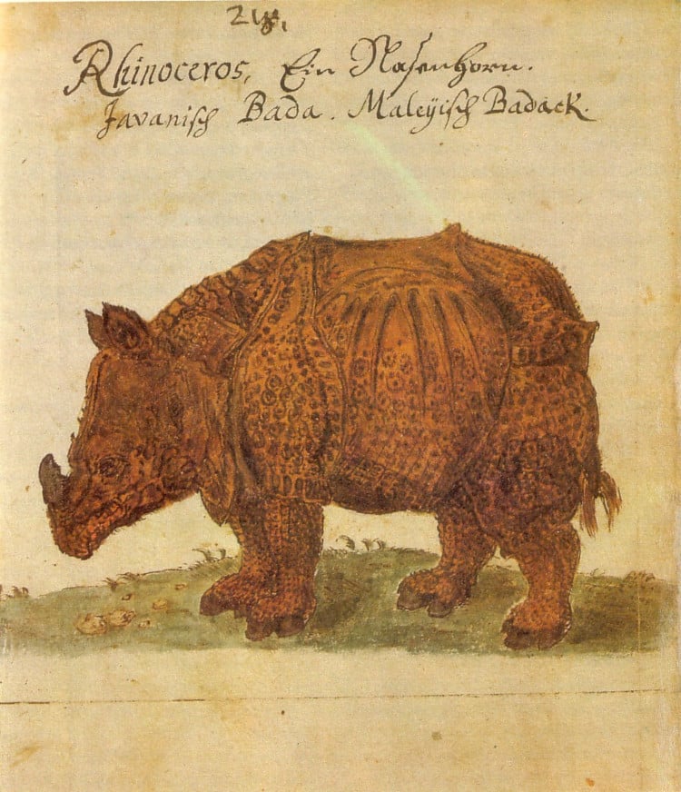 Medieval animal illustration of a rhino by by Caspar Schmalkalden 