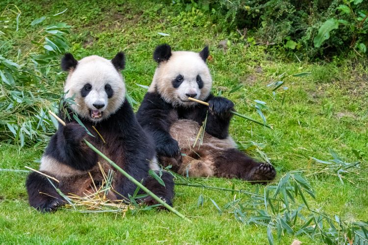 Photo Of Two Pandas On Grass