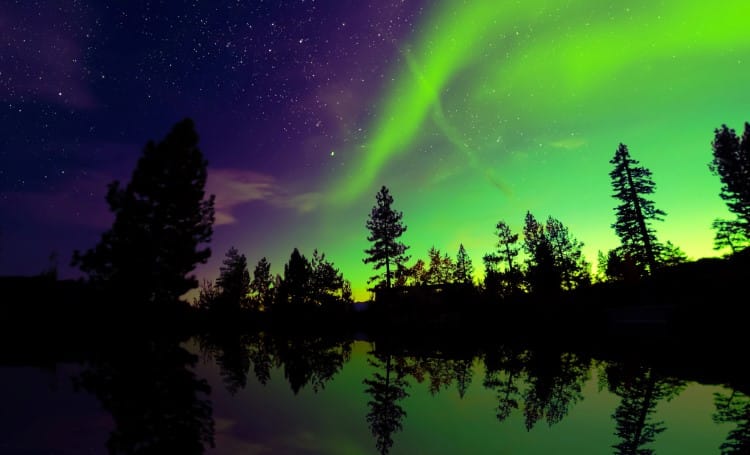Northern Lights Over a Forest