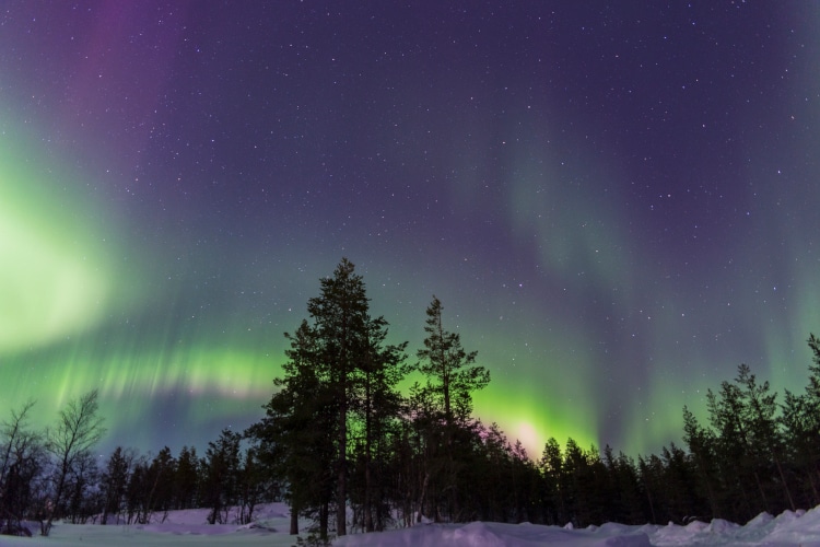 northern lights over a forest