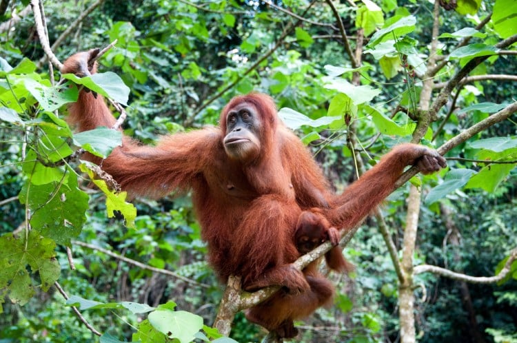 Orangutan in a tree in Indonesia
