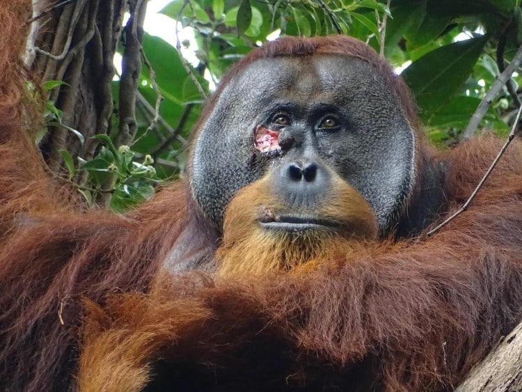 Injured Sumatran orangutan