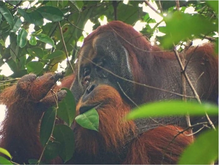 Sumatran orangutan feeding on leaf to treat an injury