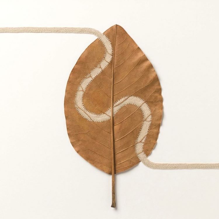 Leaf With Wavy Lace Line Passing Through It By Susanna Bauer