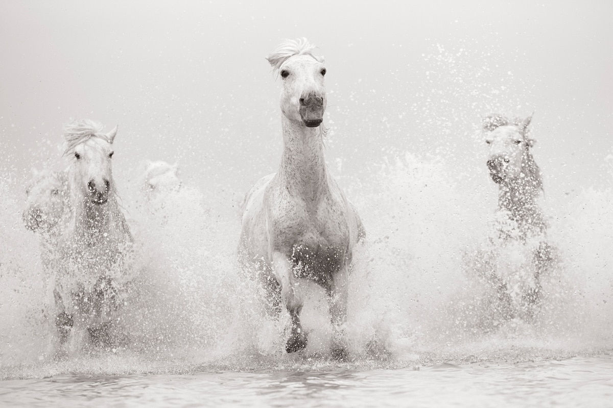 White horses running through a stream of water