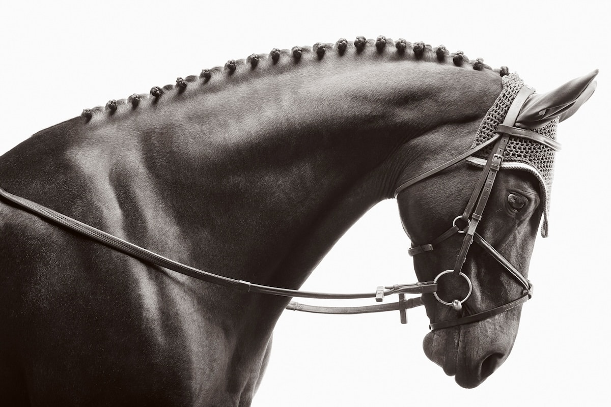 Profile photo of a dark horse