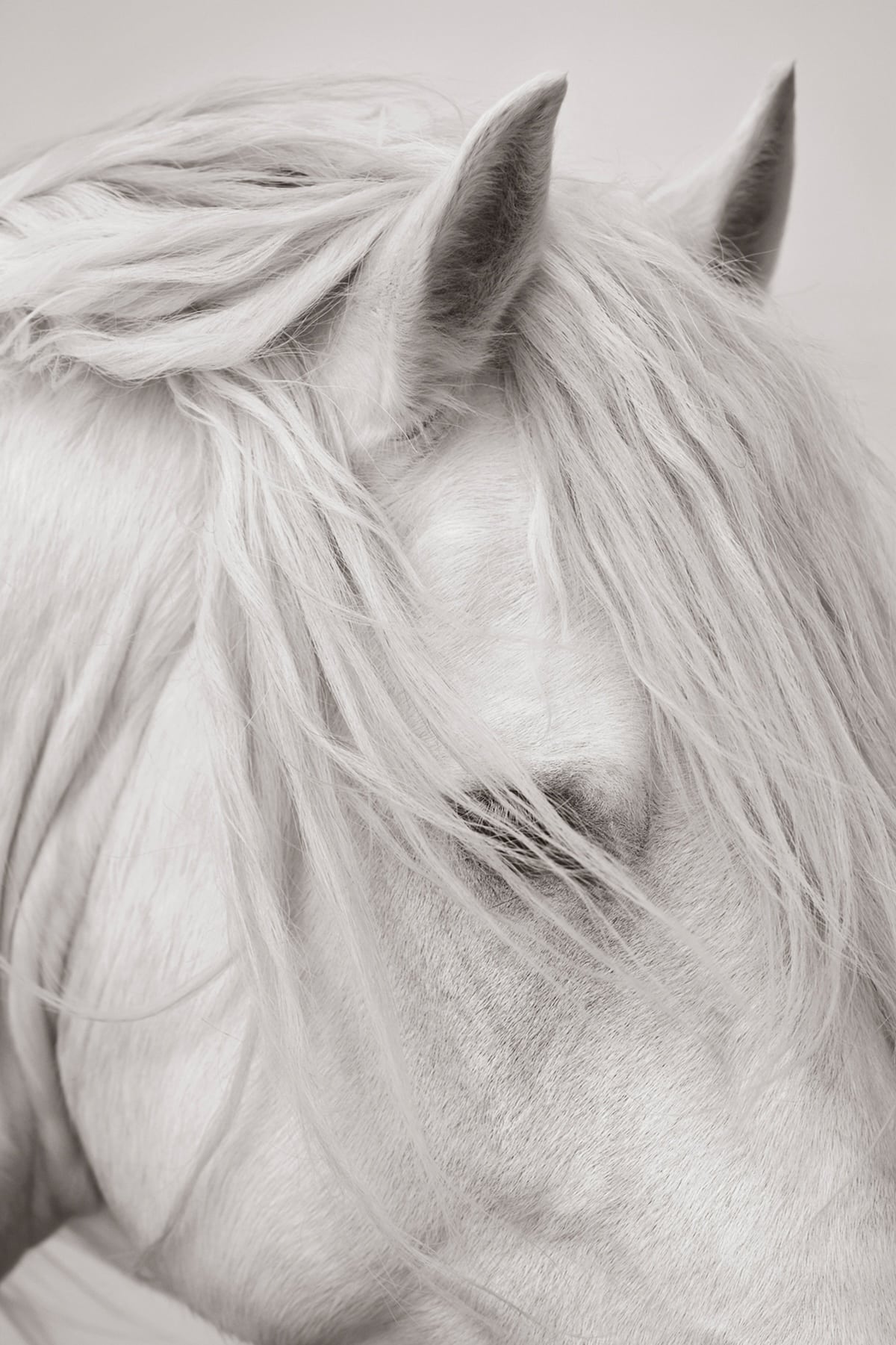 Close-up of a white horse's face