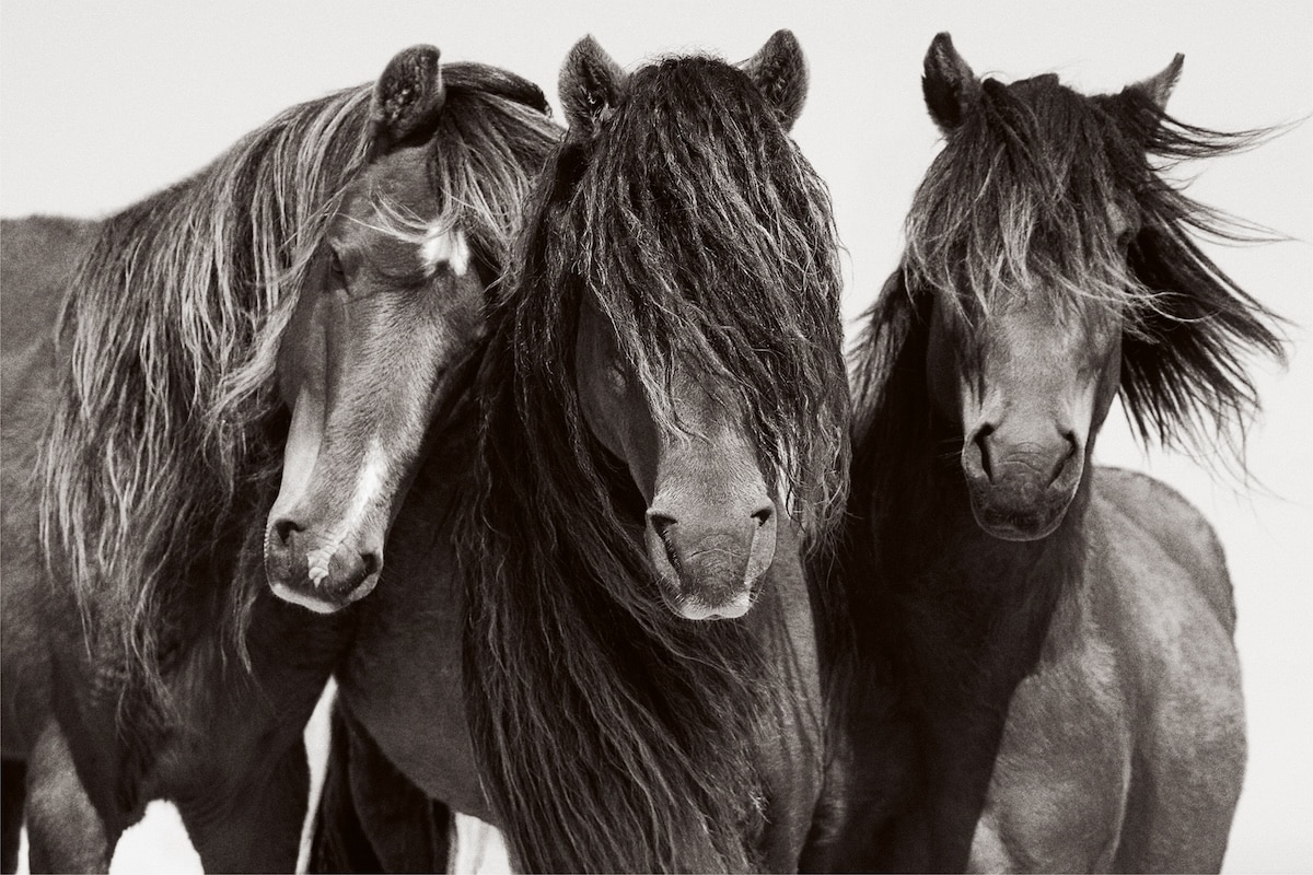 Three horses with long manes
