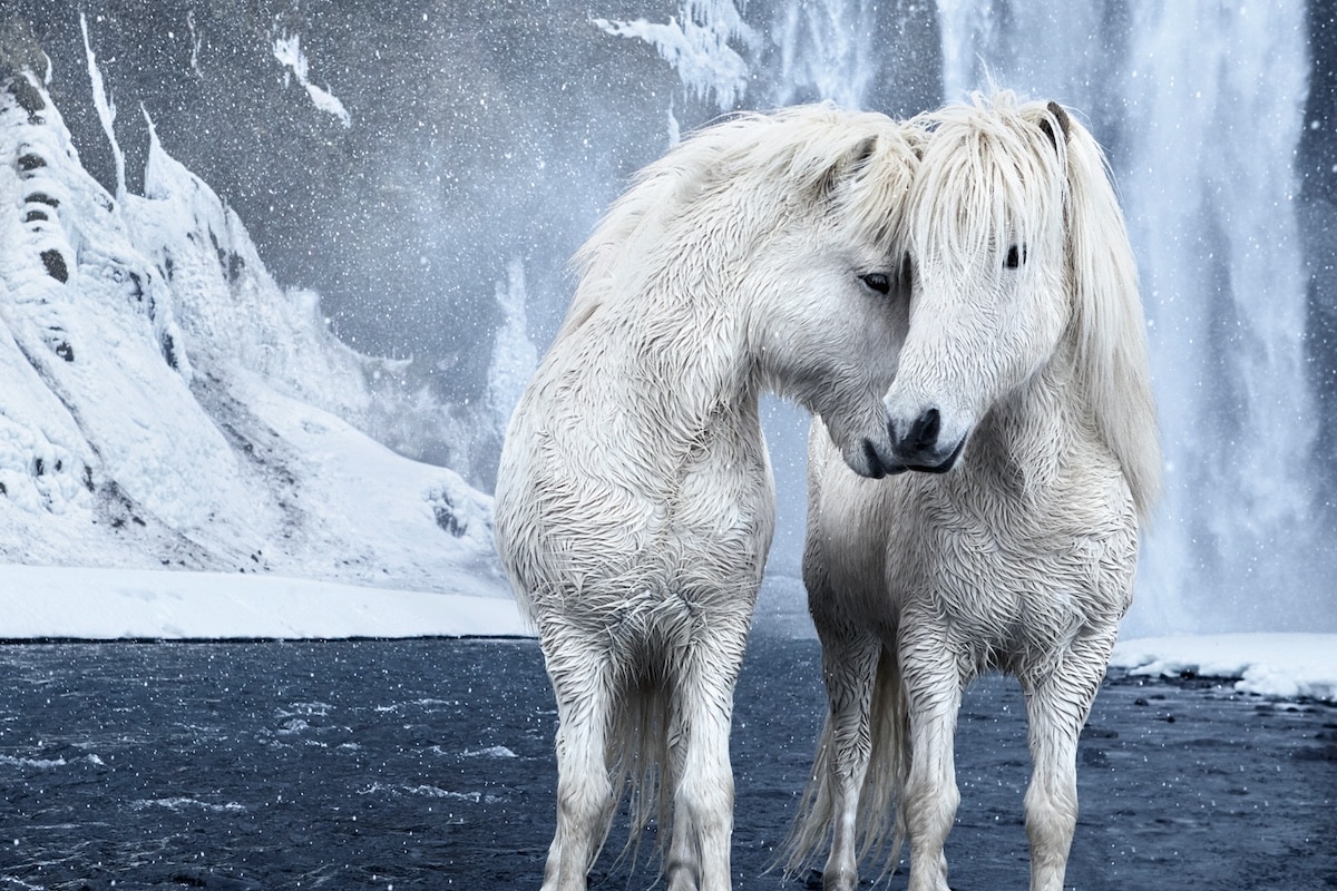 "Untamed Spirits" Horse Photography in Iceland by Drew Dogget