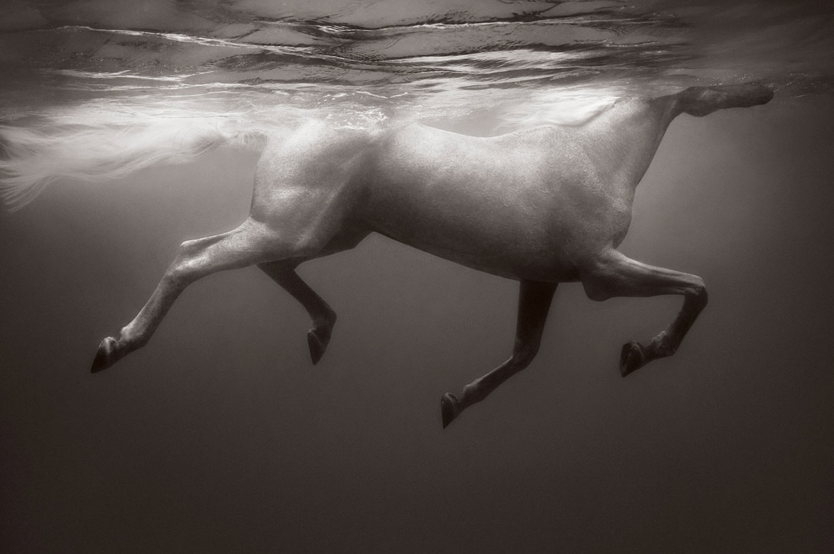Horse swimming in water