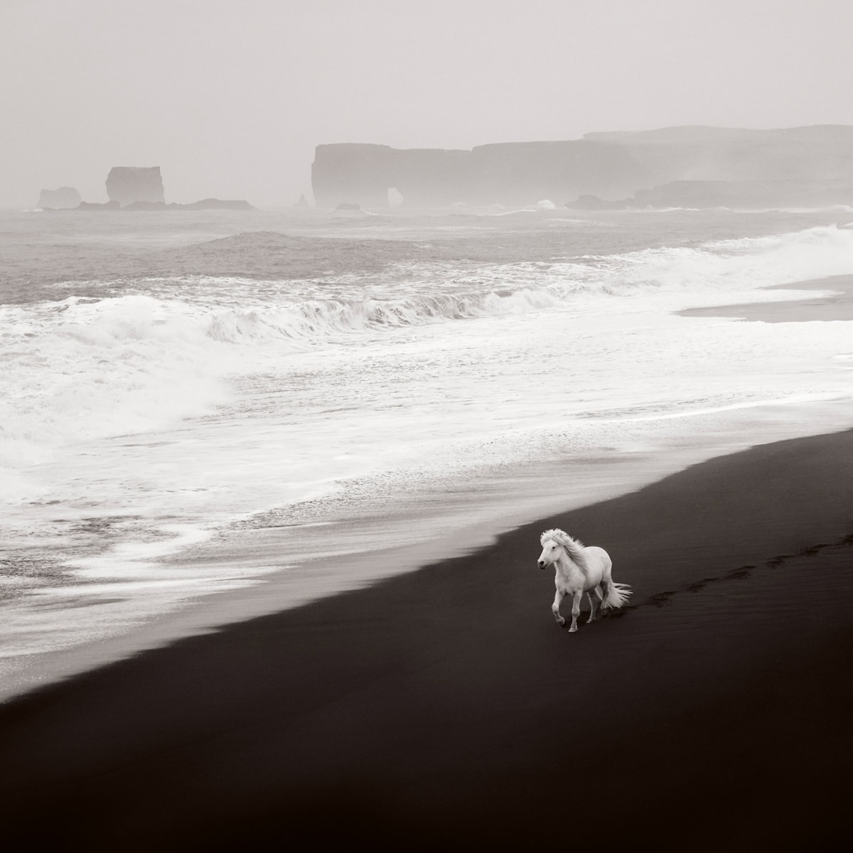 White horse on a beach