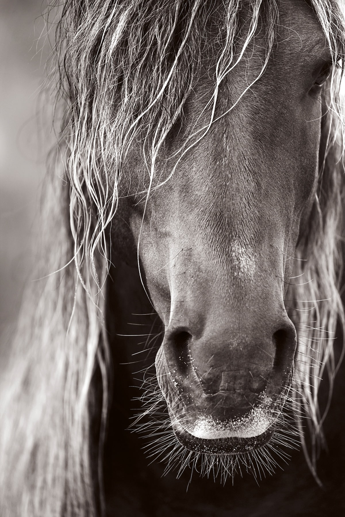 Close-up of a horse's face