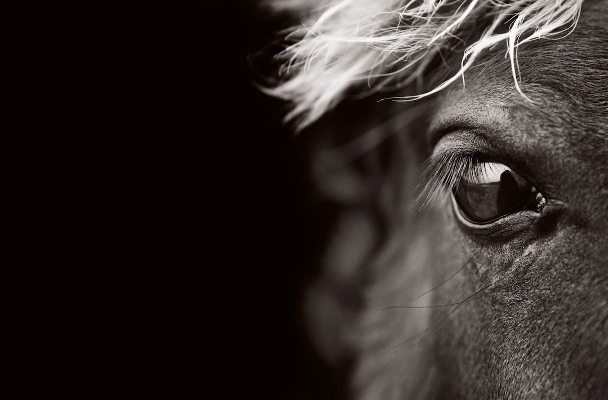Up-close photo of a horse's eye