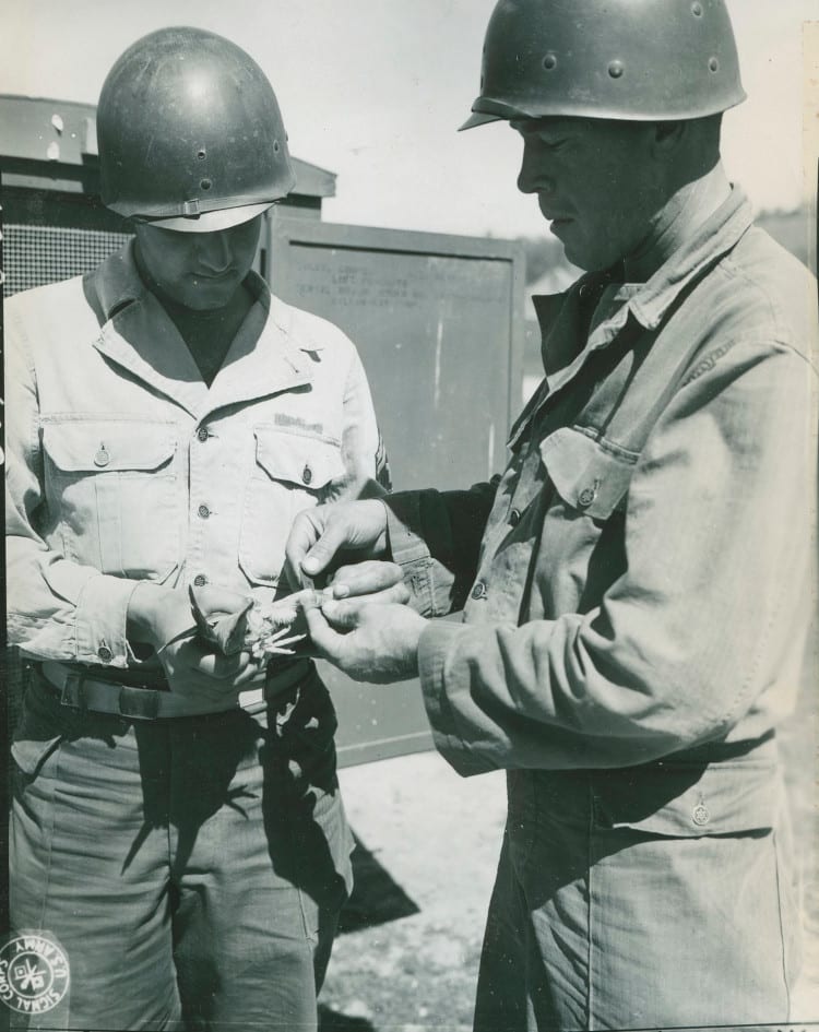 WWII soldiers handling pigeon