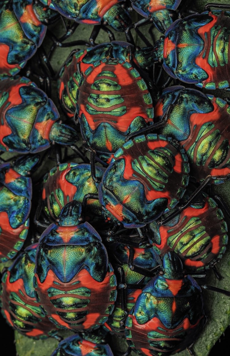 A cluster of male harlequin bugs.