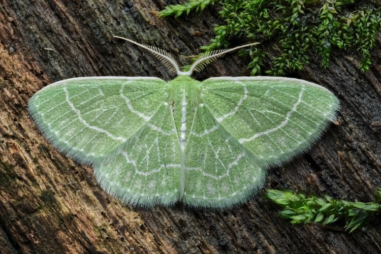 Wavy-lined Emerald Moth sitting on a mossy log